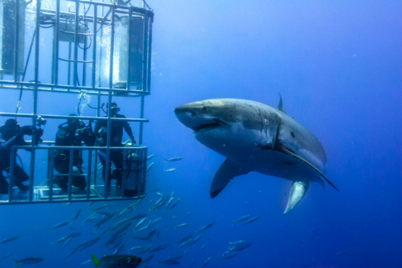 Dive in a Shark Cage
