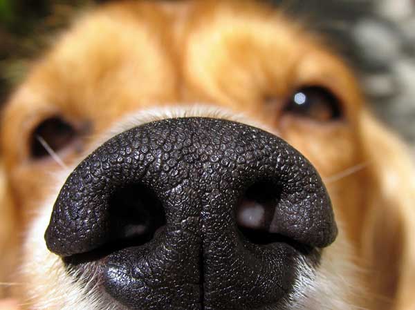 A Dogs Nose Is As Unique As A Human Fingerprint