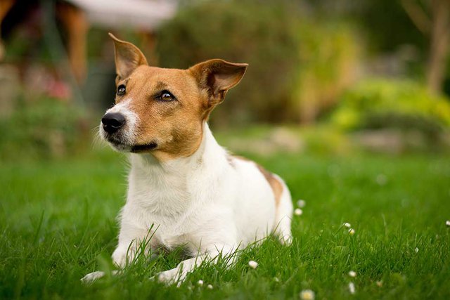 Dogs Have An Exponentially Stronger Sense Of Smell Than Humans