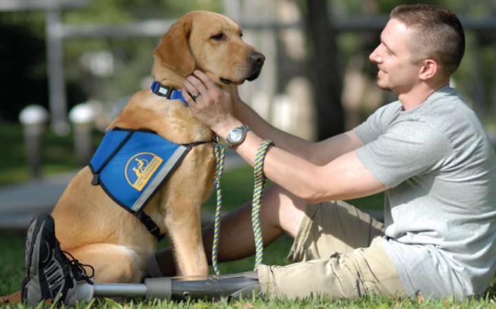 Service Dogs Know When They Are Working And When They Are Off