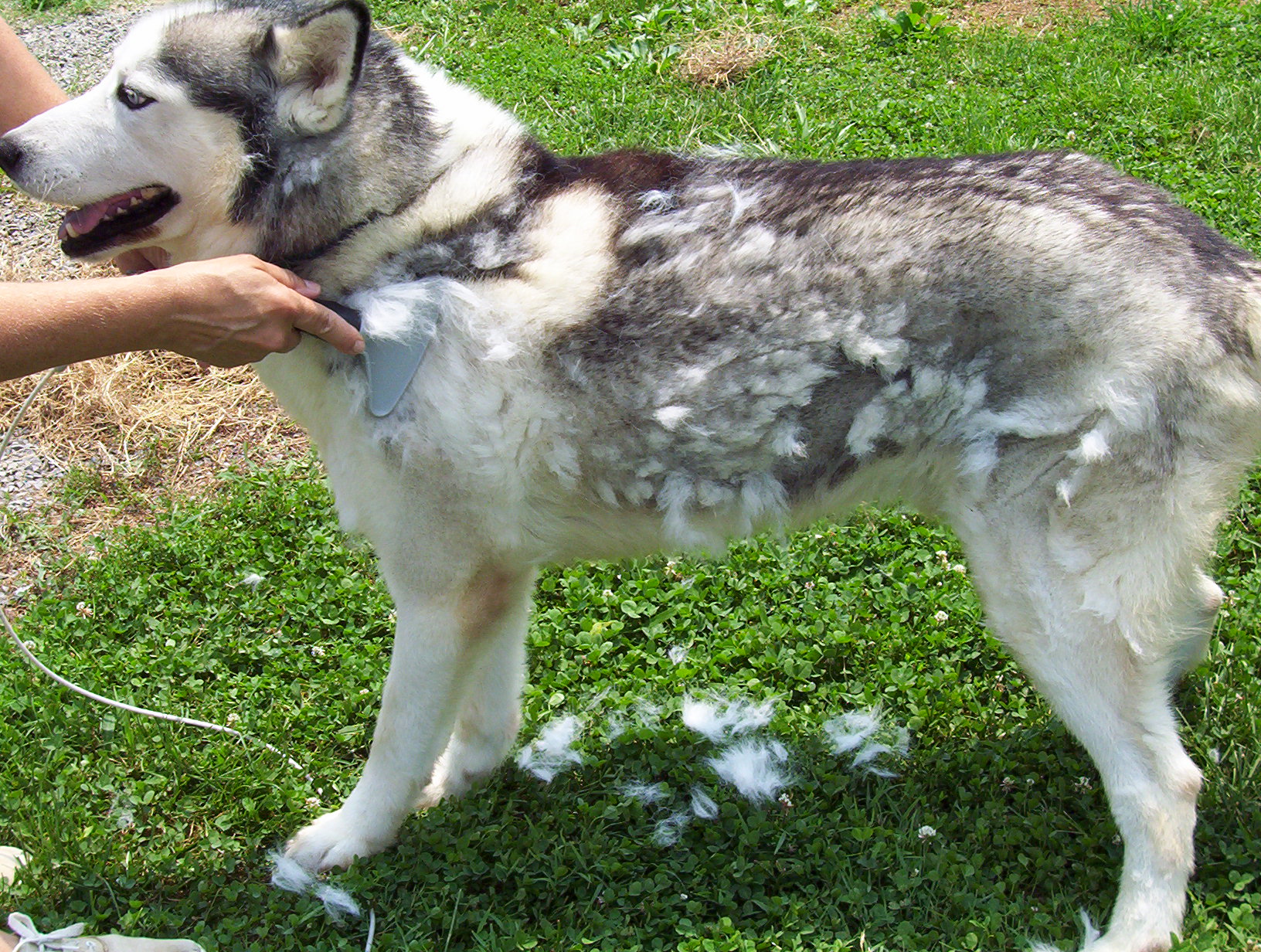 You Dont Want To Shave A Huskys Coat