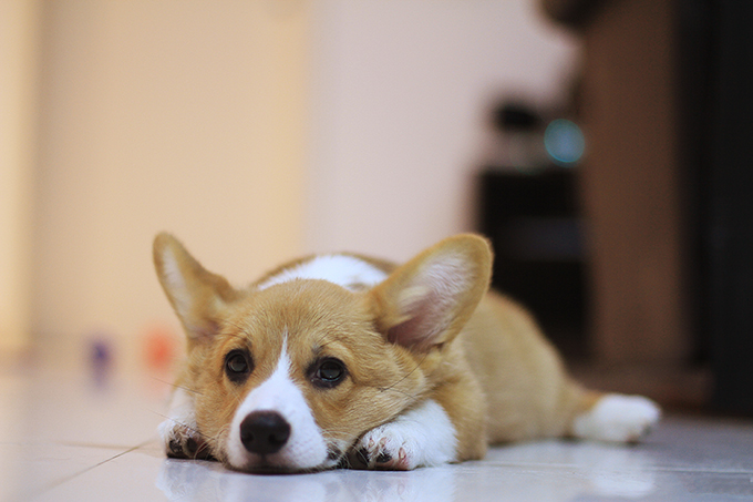 Corgi Puppy Laid