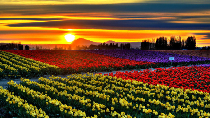 Skagit Valley Tulip Field, Washington