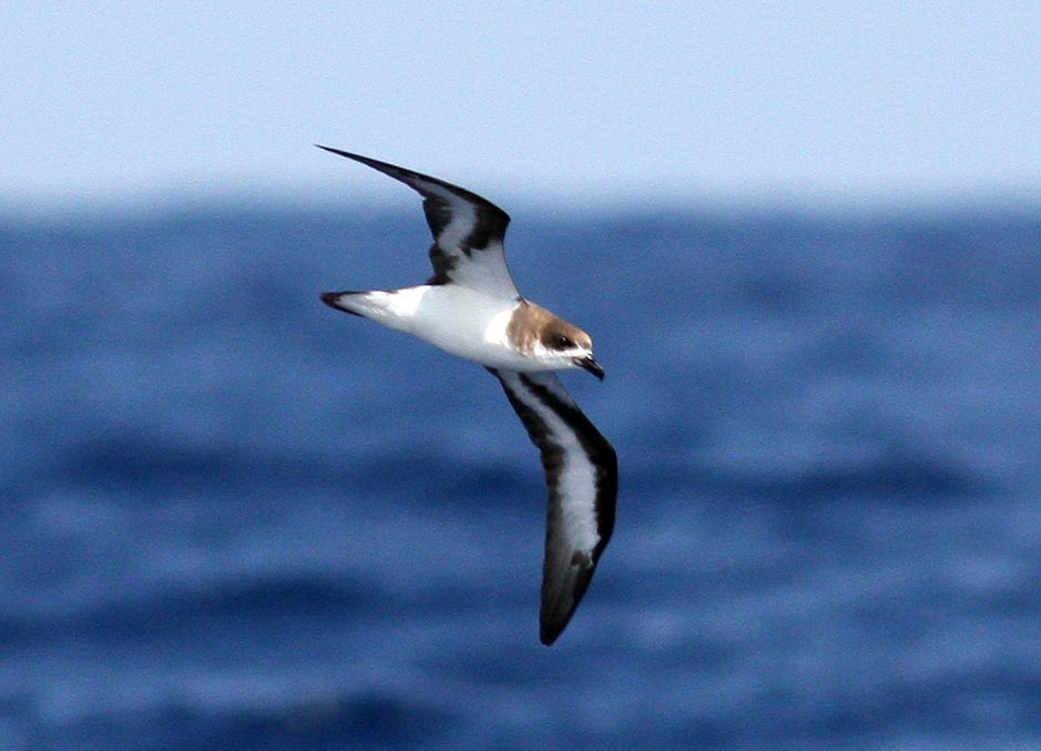 Bermuda Petrel