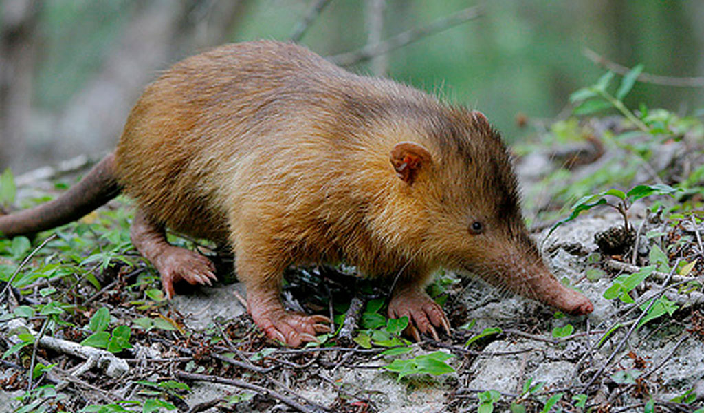 Cuban Solenodon