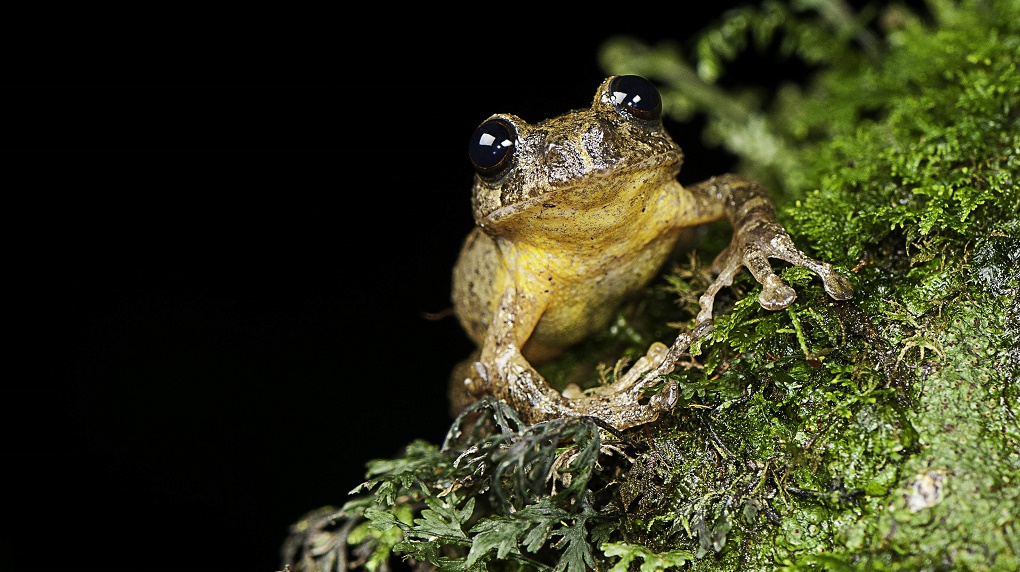 Jerdon's Tree Frog (Frankixalus Jerdonii)