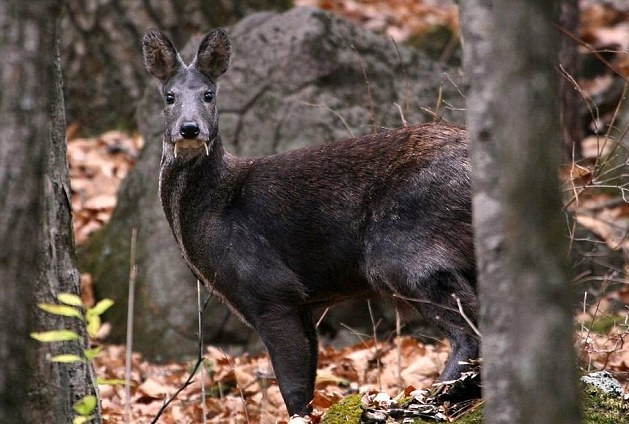 Kashmir Musk Deer