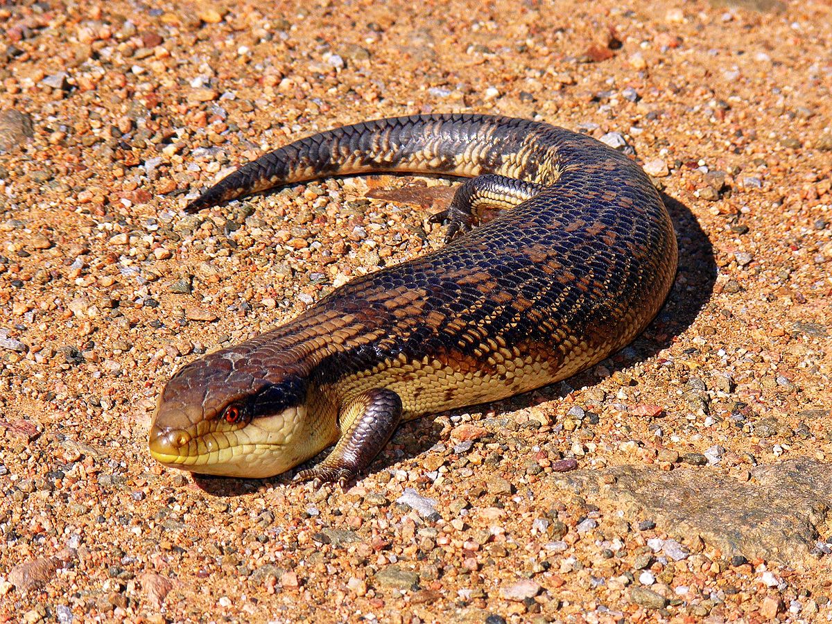 Terror Skink Real