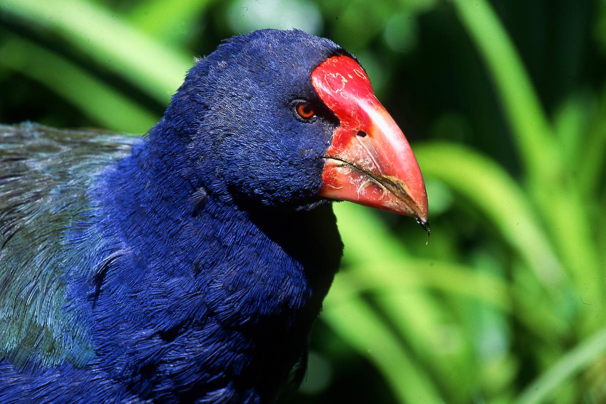 Takahe1