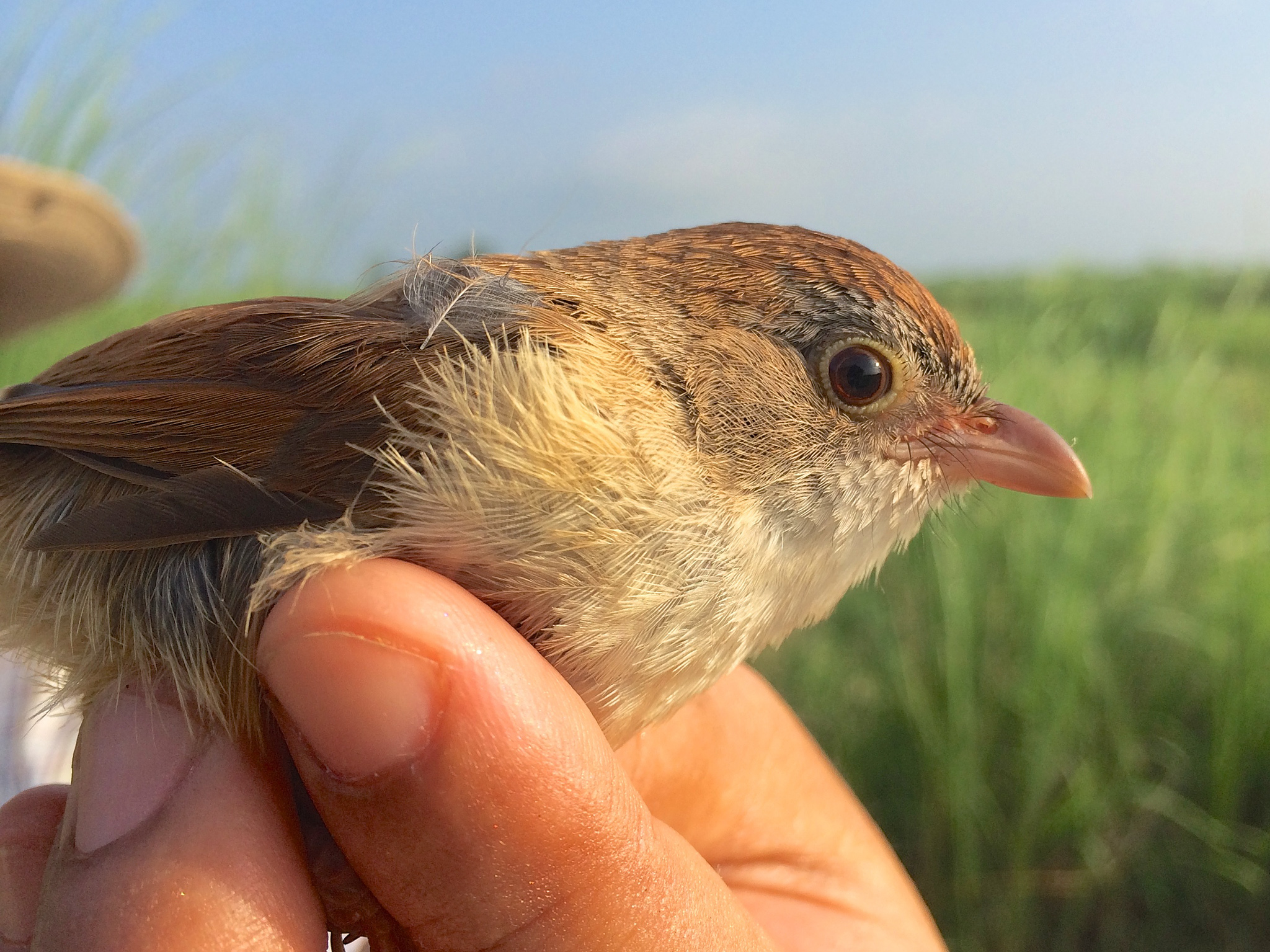 Myanmars Jerdons Babbler1