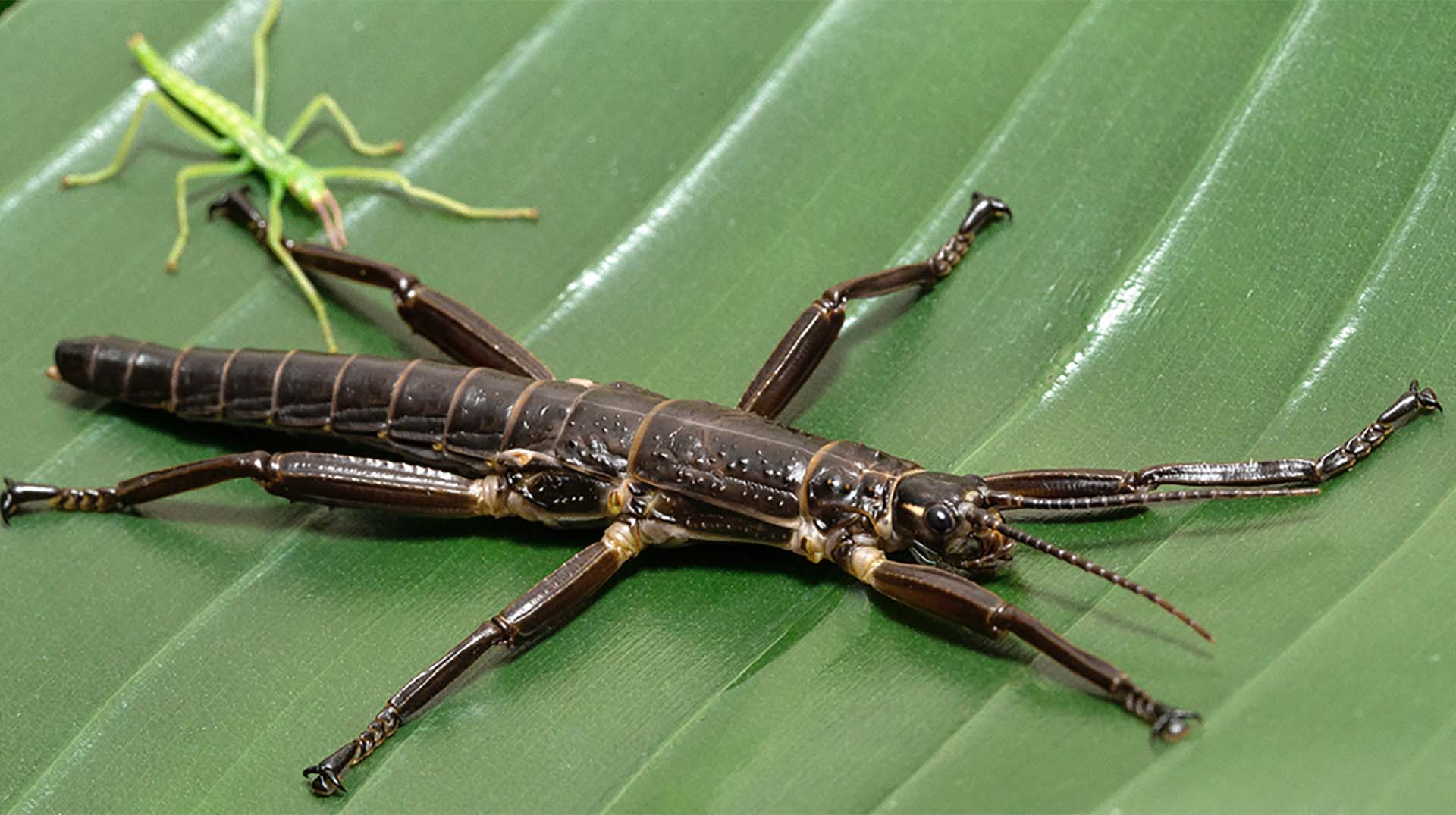 The Lord Howe Stick Insect1