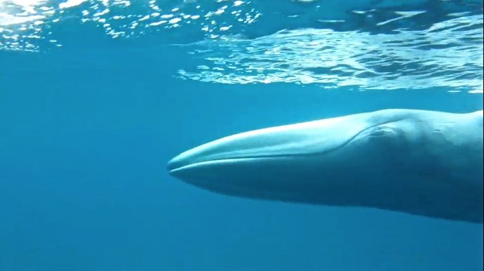 Omuras Whale1