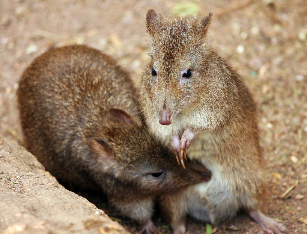 Gilberts Potoroo 1