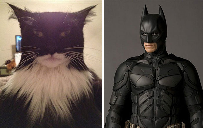 Catman