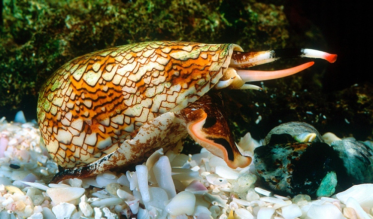 CONE SNAIL