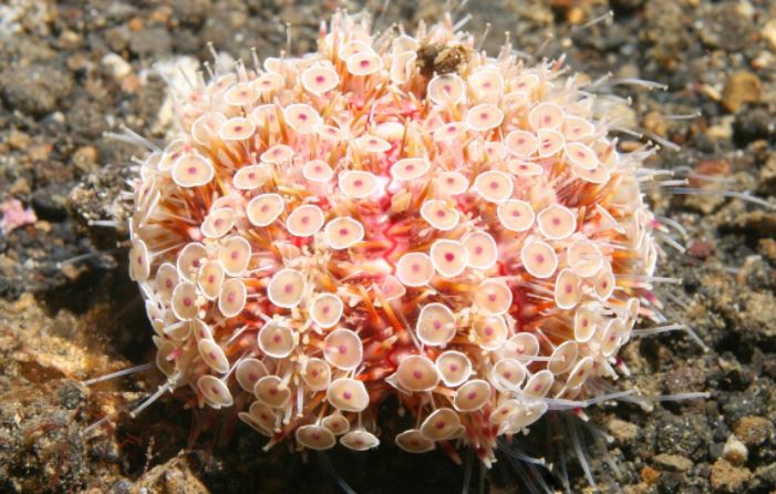 Flower Urchin