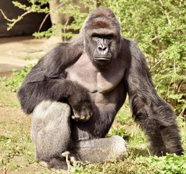 Harambe, A 17 Year Old Gorilla At The Cincinnati Zoo
