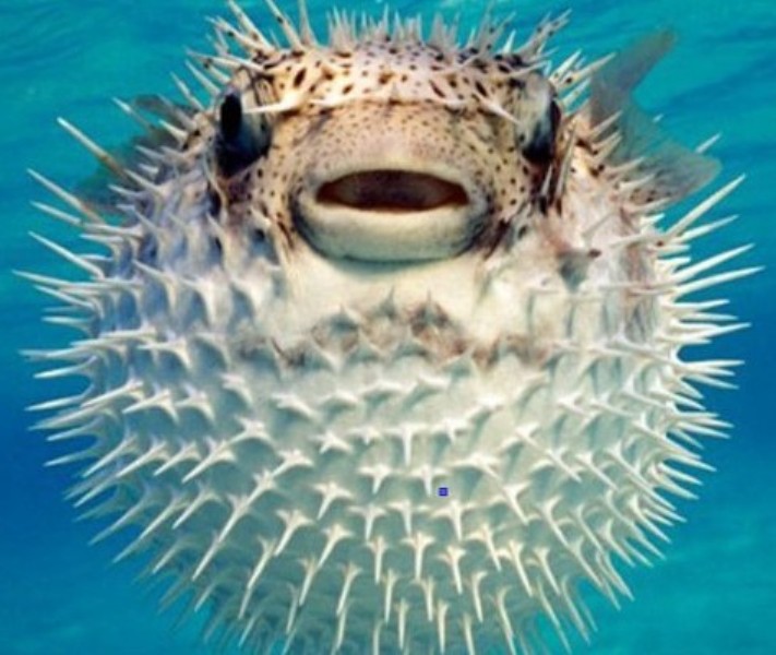 Blowfish