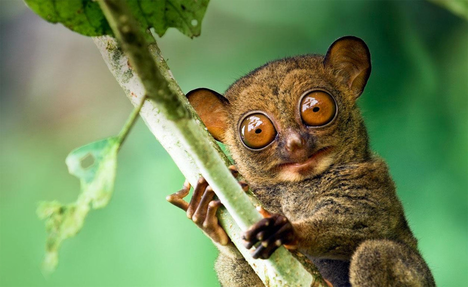 Tarsiers