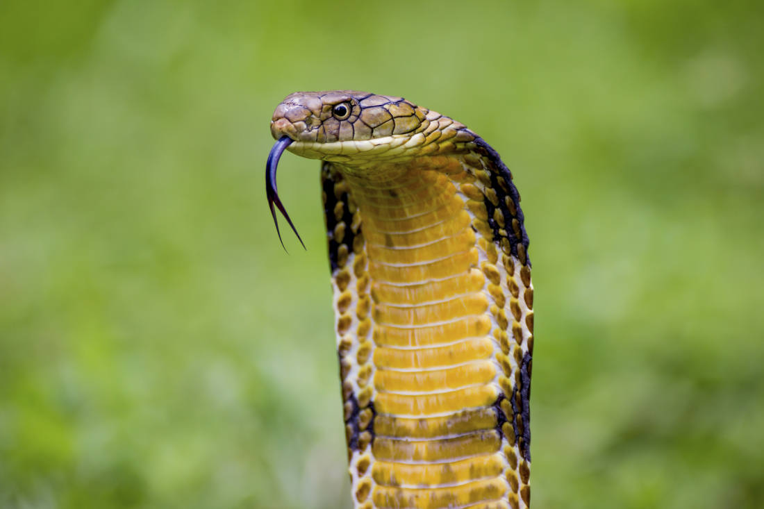 King Cobra (Ophiophagus Hannah) The World's Longest Venomous Snake