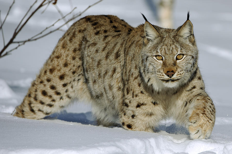 Lynx