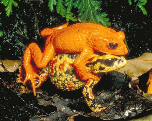 Golden Toad