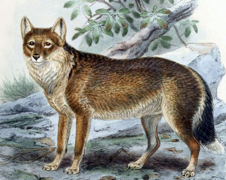 Falkland Island Wolf