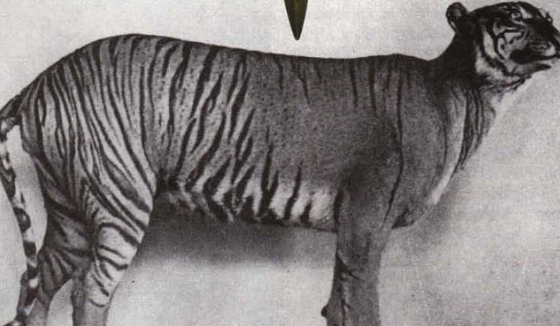 Javan Tiger