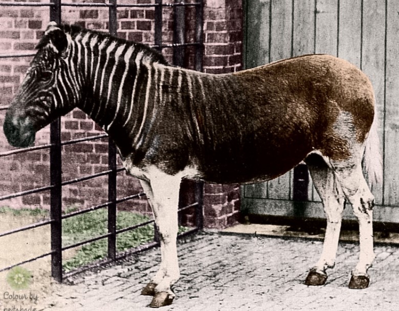 Quagga