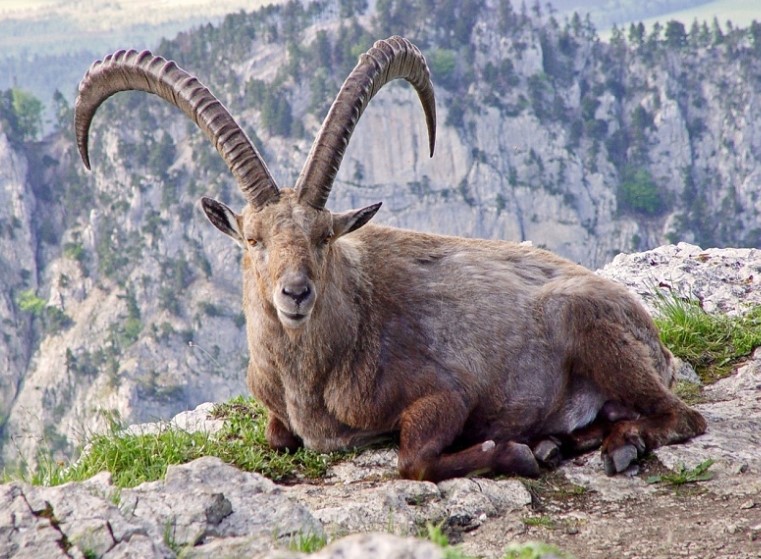 Pyrenean Ibex