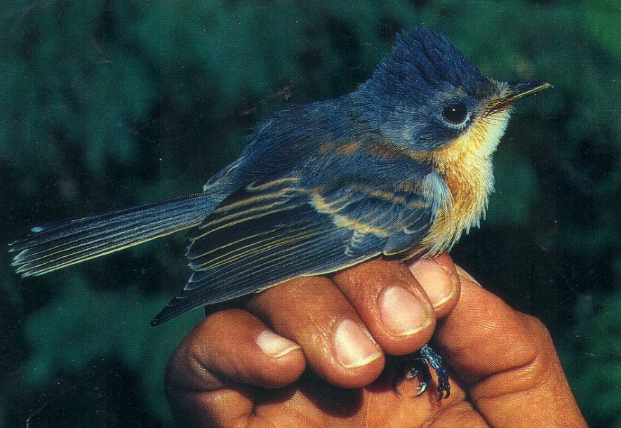 Guam Flycatcher