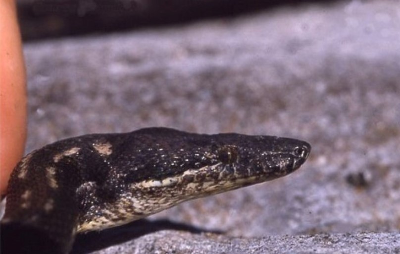 Round Island Burrowing Boa