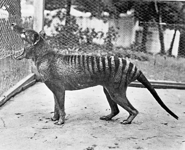 Tasmanian Tiger