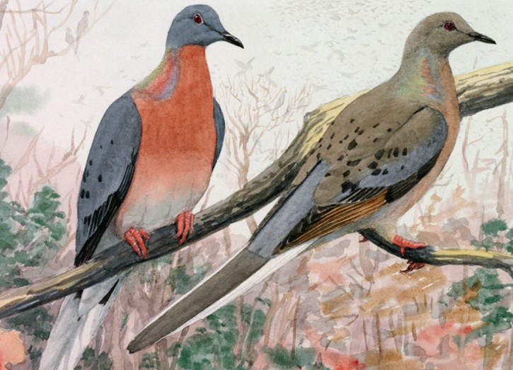 Passenger Pigeon