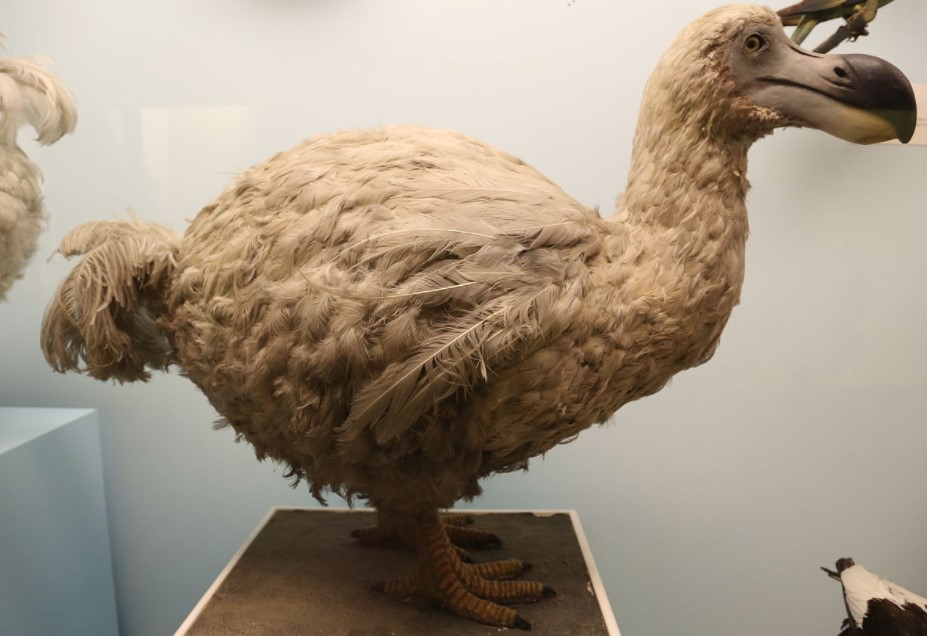 Dodo