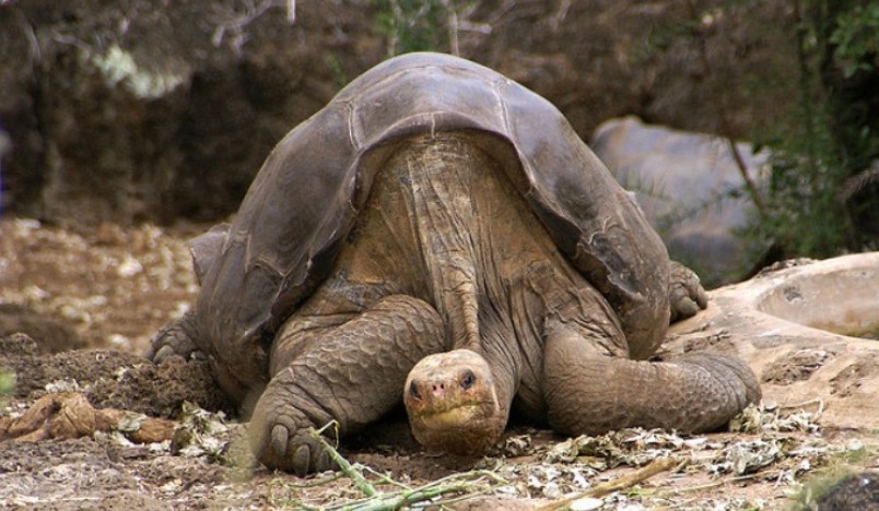 Pinta Island Tortoise