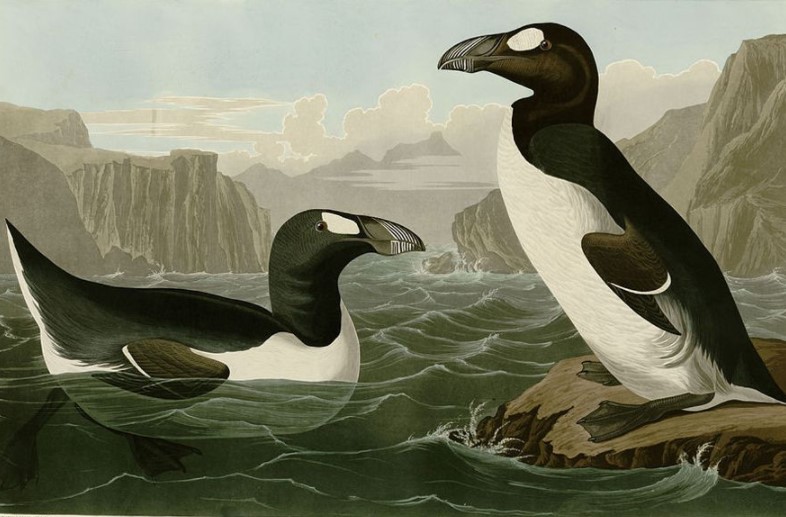 Great Auk