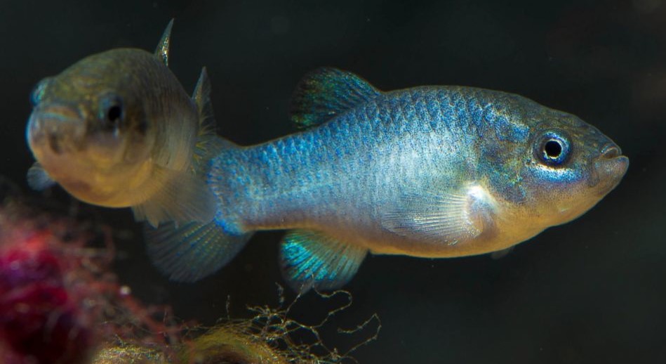 Tecopa Pupfish