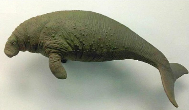 Steller's Sea Cow