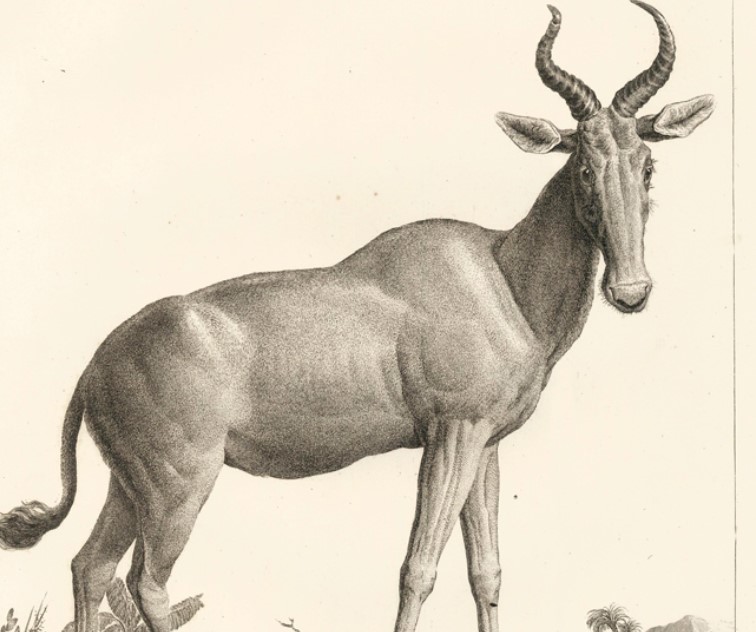 Bubal Hartebeest1