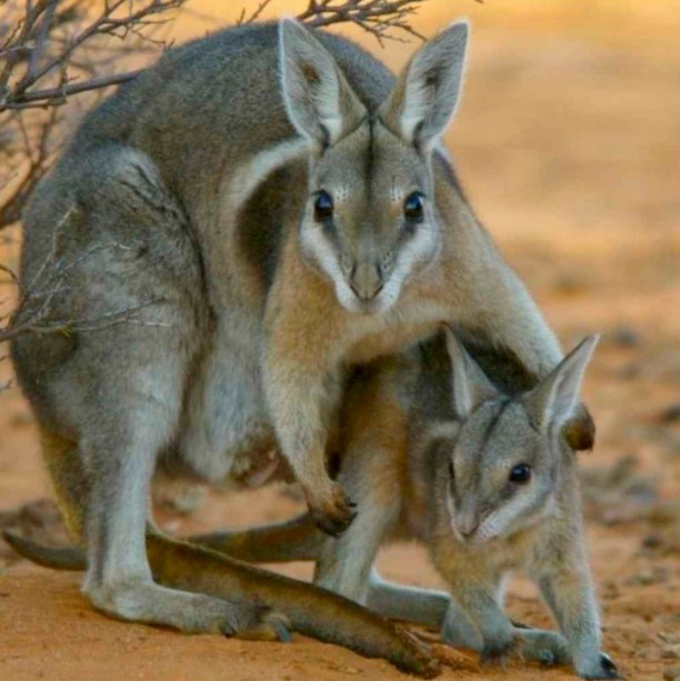 Crescent Nail Tail Wallaby