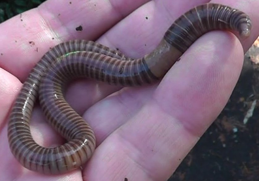 Cut An Earthworm In Half And Two Will Grow