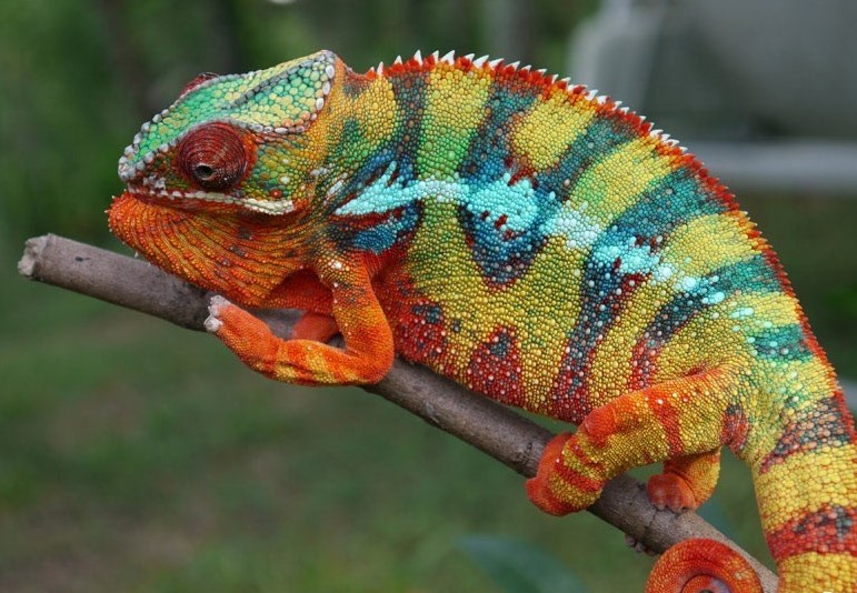 Chameleons Change Their Colors To Blend In