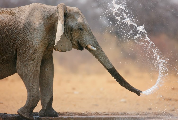 Elephants Trunks Are Like Straws