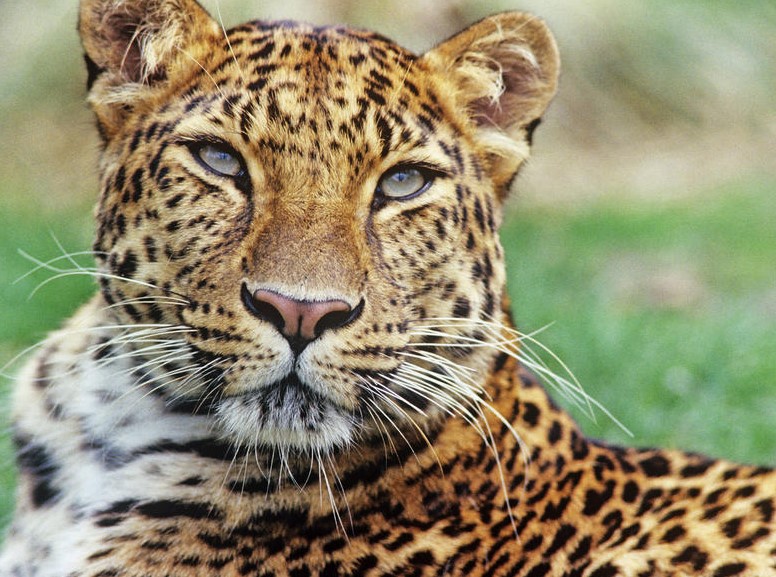 Amur Leopard