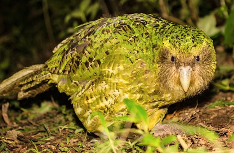 Kakapo