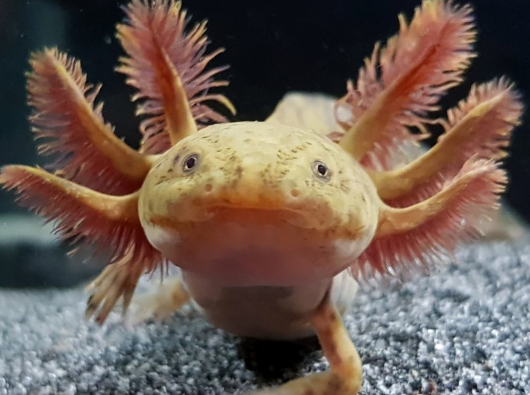 Axolotl