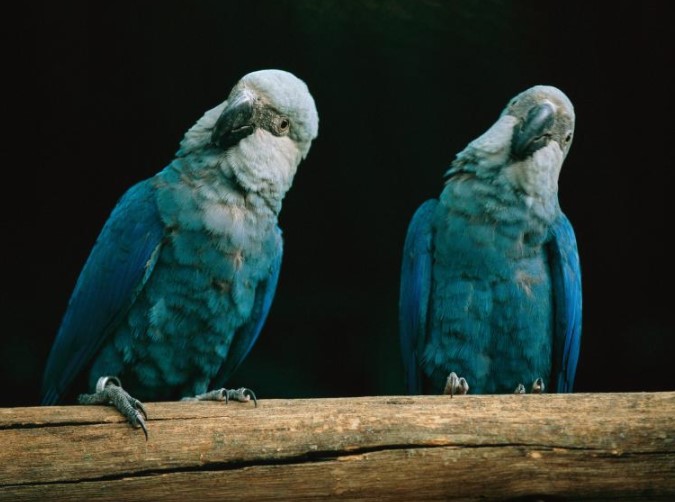 Spix’s Macaw