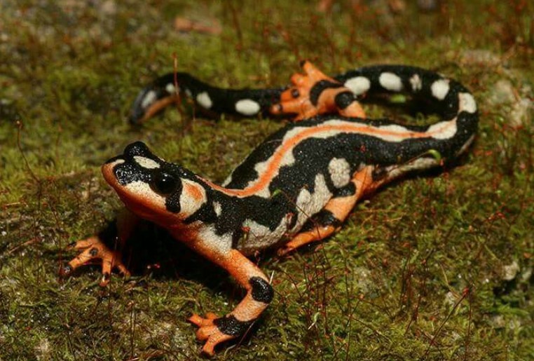 Luristan Newt