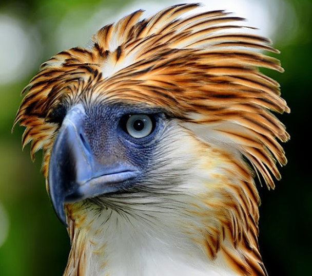 Philippine Eagle